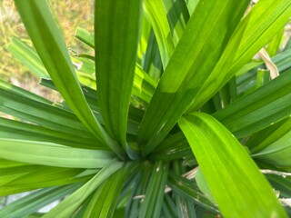 Fototapeta premium Close-up of Vibrant Green Pandan Leaf Texture and Structure.