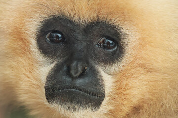 The face of a gibbon