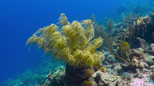Yellow tropical coral on the reef. Blue water, corals and fish. Colorful seascape, underwater video from scuba diving. Marine life and blue shallow sea.