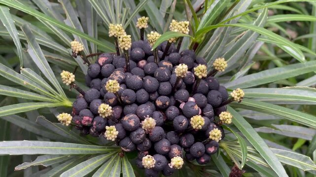 Botanical Detail of Osmoxylon Lineare Fruits