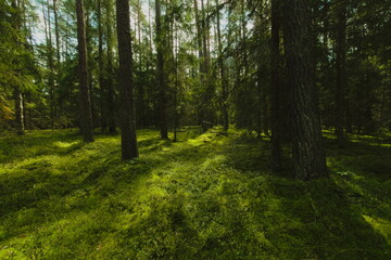 Obraz premium forest clearing