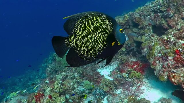 Angelfish (Pomacanthus paru) and colorful tropical reef.  Tropical fish footage, corals and the blue ocean. Scuba diving video, coral reef and french angelfish. Animal detail, underwater video.