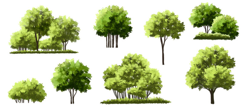  Vector watercolor green  tree or forest side view isolated on white background for landscape and architecture drawing,elements for environment or and garden,Shrub for section