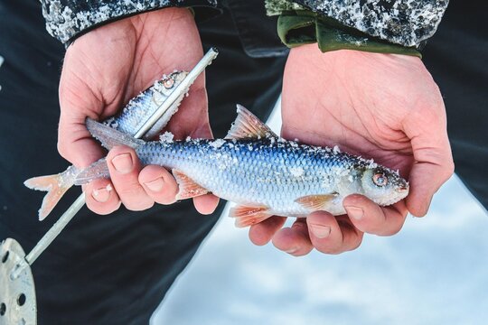 Fisherman holding a freshly caught fish while fishing on a frozen lake, ice-fishing