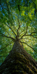 Fototapeta premium Lush forest photography majestic trees in nature's embrace