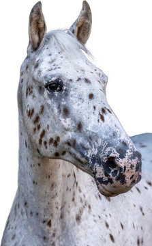 Danish Knabstrupper gelding with spotted coat, elegant head portrait isolated on clean background