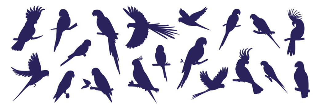 Parrot silhouette. Macaw bird, flying parakeet pet or exotic jungle cockatiel. Caribbean, Brazil ara feather drawing, nature black objects for logo and emblems. Vector isolated icons set