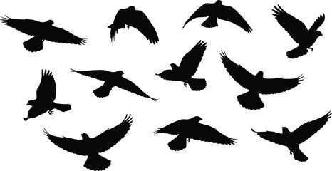 Obraz premium Flying bird silhouettes set, dynamic wildlife wing poses black and white nature vector illustration isolated design collection art graphic elements