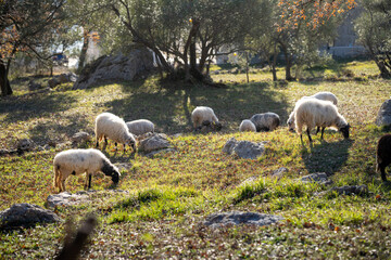 Naklejka premium Sheep graze in a pasture in the mountains