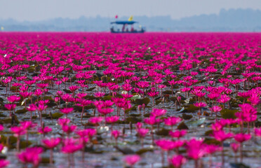 sea of red lotus flowers at Udornthani province in Thailand