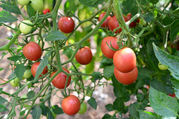 Obraz premium Ripe organic Tomatoes on the Vine in a Garden