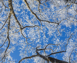 Snow-covered branches and a blue sky
