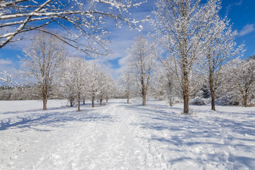 Path through snow-covered trees