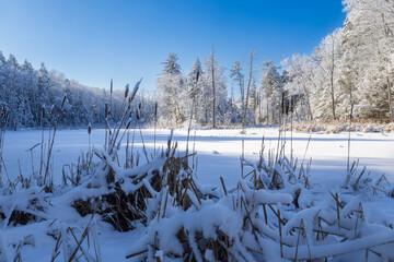 Reeds and forest surrounding a snow-covered pond