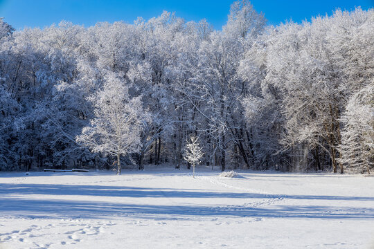 Footprints leading to a snow-covered field