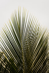 Obraz premium Traditional fishing boats resting along the coast of Itacaré, Bahia, Brazil, under strong yellow sunlight. The intense tropical sun creates golden reflections on the ocean surface, highlighting the vi