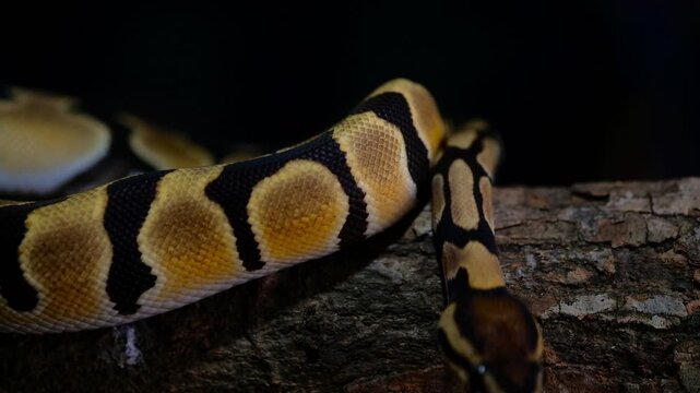 ball python