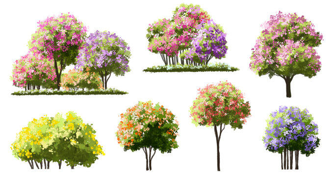  Vector watercolor blooming flower tree or forest side view isolated on white background for landscape and architecture drawing,elements for environment or and garden,Sakura tree for section
