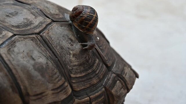 A snail sits on a turtle's back,