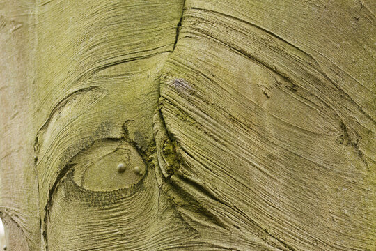 Bark of the European beech, fine horizontal lines in the tree bark, gray-brown grooved structure, Fagus sylvatica