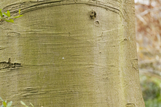 Bark of the European beech, fine horizontal lines in the tree bark, gray-brown grooved structure, Fagus sylvatica