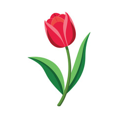 Fototapeta premium Red Tulip Flower Flat Vector Design on White Background