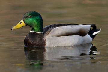 Fototapeta premium Swimming adult male Mallard (Anas platyrhynchos) in breeding plumage