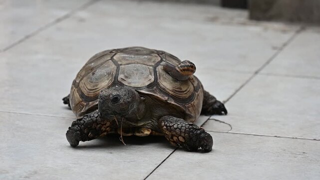 A snail sits on a turtle's back,