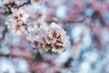 Close-up of almond blossoms in the Rhineland-Palatinate near Gimmeldingen on a sunny spring day