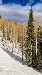 Fototapeta premium Snow Skiing in Steamboat Springs, Colorado