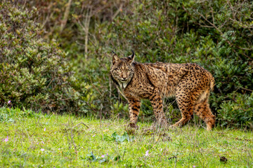 Lince Ib&eacute;rico
