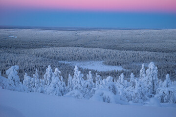 Stunning panoramic view of snow-laden trees in Lapland under a soft pink and blue dusk sky. High contrast, clean composition, ideal for travel and winter tourism. © marcodenaro