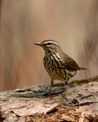 Fototapeta premium Northern watertrush on a dead tree on the side of a marsh