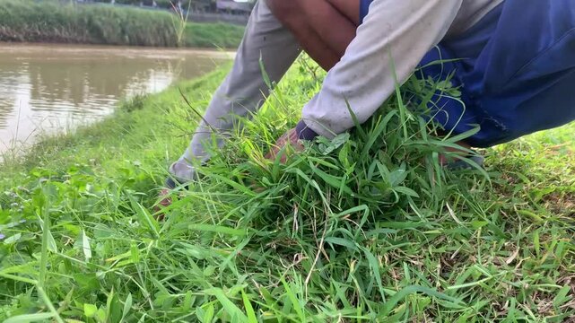 Static shot of a farmer cutting fresh grass using a sickle by hand for livestock feed in a rural field.
