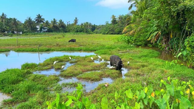 A water buffalo on a rural farm in Sri Lanka