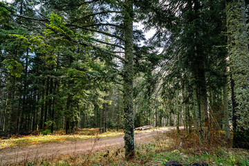 Obraz premium A dirt path crosses a dense forest of fir trees with patches of sunlight in the Upper Rhine region of France.