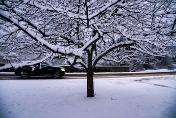Wet road through a winter forest in Maine, USA