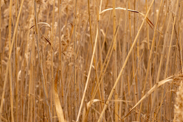 Fototapeta premium Dry reed seed pods close up in natural light