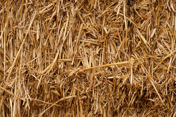 Straw hay texture background in natural light © Lisana