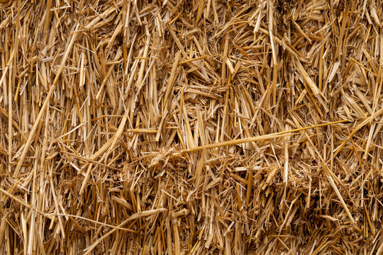 Straw hay texture background in natural light