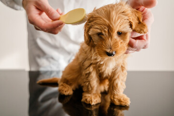 Brushing a Maltipoo puppy. Caring for the coat of a maltipu dog.
