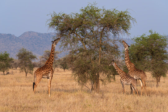 three masai giraffe or giraffa tippelskirchi eating from tree in serengeti national park tanzania