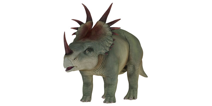 Realistic model of a spiked Triceratops dinosaur.