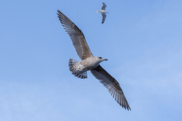 Obraz premium The flight of a seagull in the blue sky.