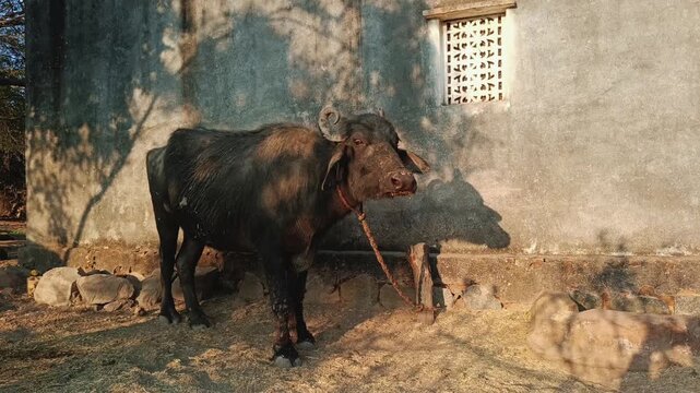 Domestic water buffalo in farmland