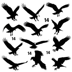 Obraz premium Eagle silhouettes vector set in various flight poses, black bird of prey icons, isolated on white