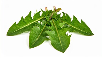 Obraz premium Löwenzahnblätter isoliert