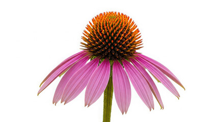Obraz premium A single purple coneflower blossom isolated on a white background