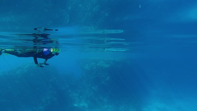 A female snorkeler in a wetsuit examines a nearby swimming Full Beak or Red Sea Houndfish, Tylosurus choram, under the calm surface of blue water on a bright sunny day. 