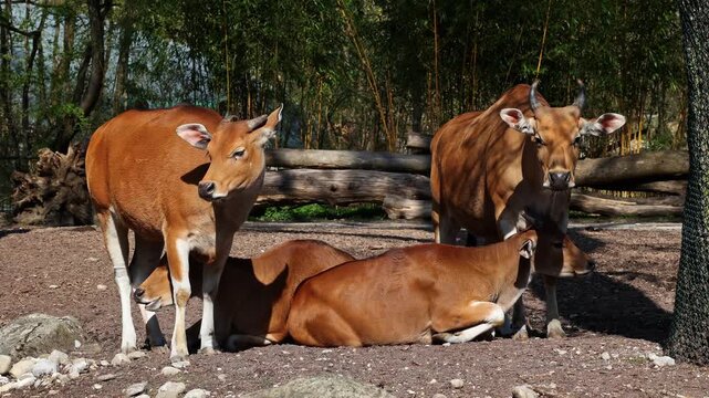 Banteng, Bos javanicus or Red Bull. It is a type of wild cattle But there are key characteristics that are different from cattle and bison: a white band bottom in both males and females.